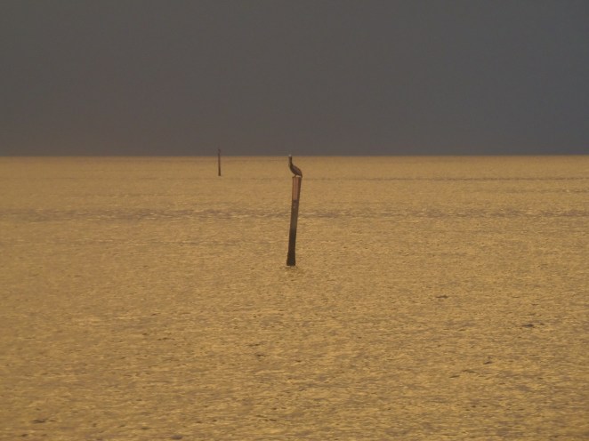 Silver Glass Lonesome Bird