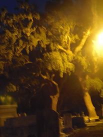 Mossy Oaks of Old Biloxi Cemetary